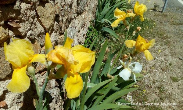 Lirios amarillos y blancos