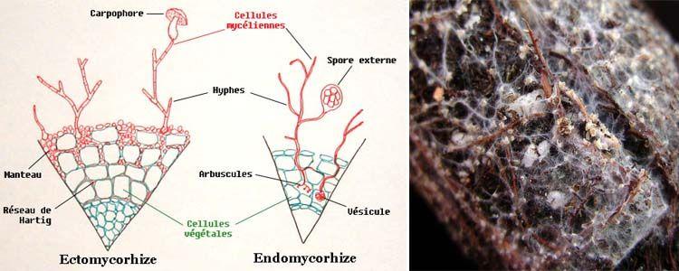 diferencia entre ectomicorrizas y endomicorrizas