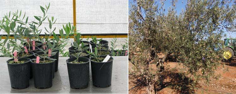 micorrizas en olivar