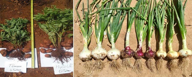 Aumento desarrollo raíz con micorrizas