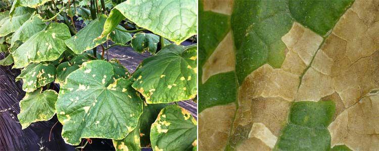 mildiu del calabacín