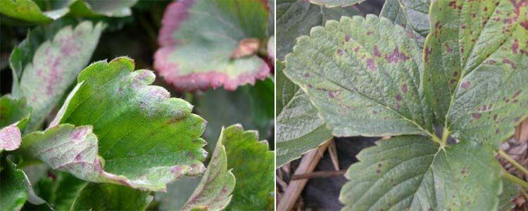 Hojas de fresa con hongo mildiu