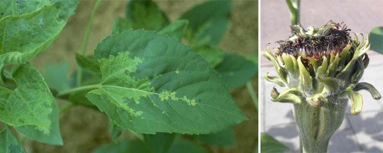 Hojas de girasol con enfermedad de mildiu