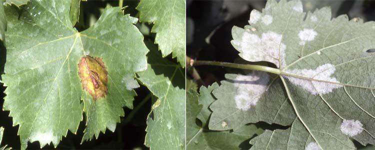 hoja de vid afectada por mildiu
