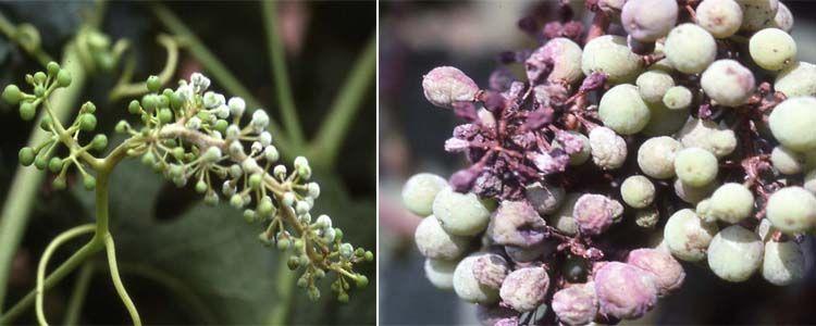 Granos de uva con hongo mildiu