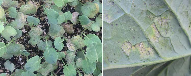 Síntomas de mildiu en brócoli