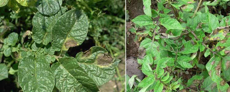 Hojas de patata afectadas por mildiu