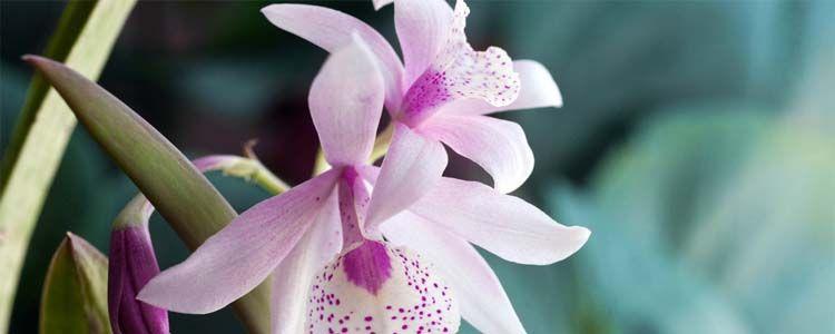 Cuidados de orquídeas