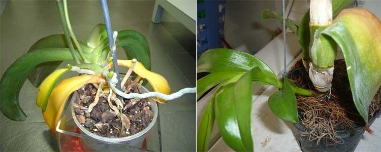 Plantas con hojas amarillas