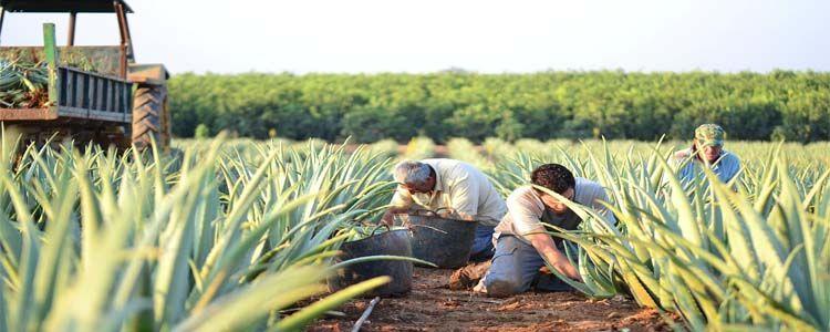 Plantación comercial de Aloe Vera 