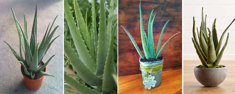 Aloe Vera en macetas
