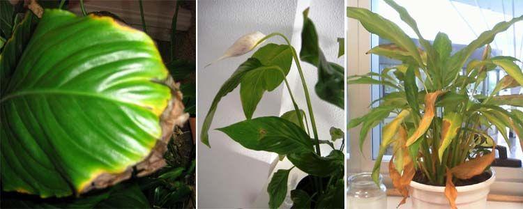 Problemas en el espatifilo