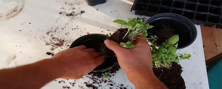 Trasplante de albahaca