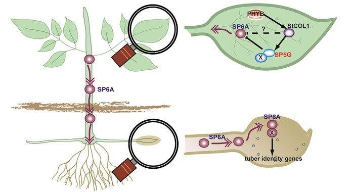 Calidad de la patata de invierno