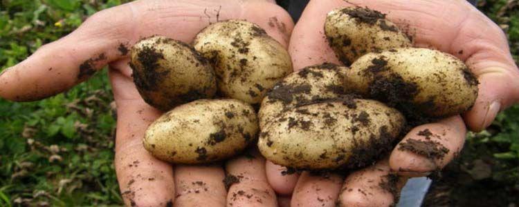 Sembrar en suelo patatas