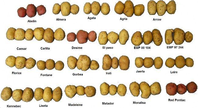 Variedades de patatas