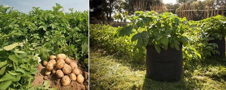 Siembra de patatas en macetas