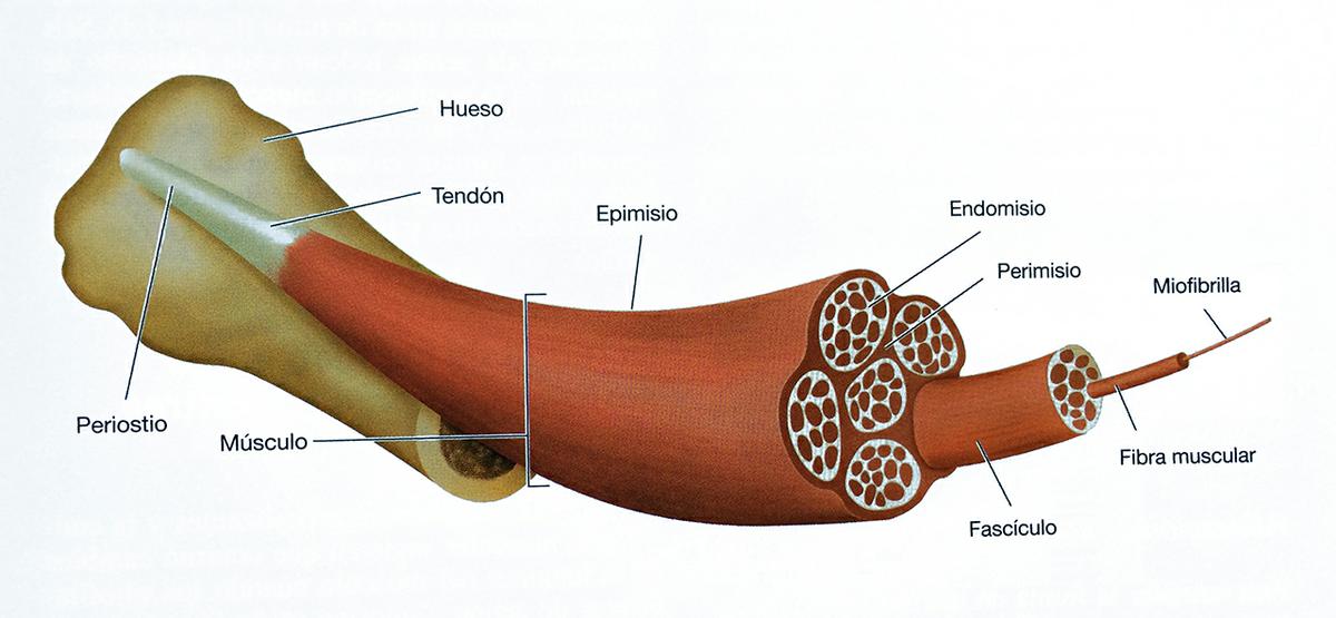 fibra-muscular