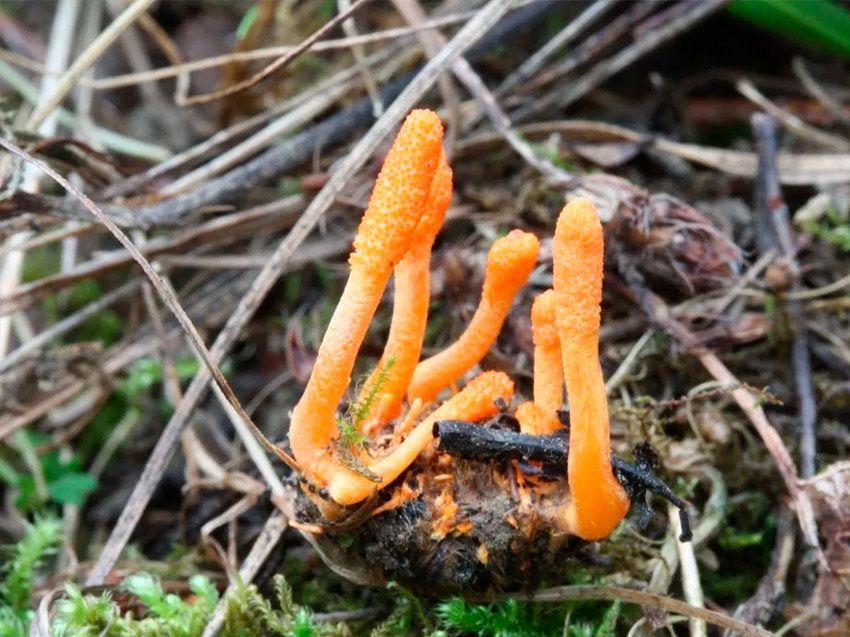 cordyceps militaris - procesionaria - la casa de las setas