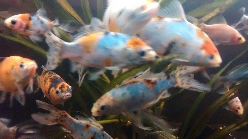 shubunkin en libertad