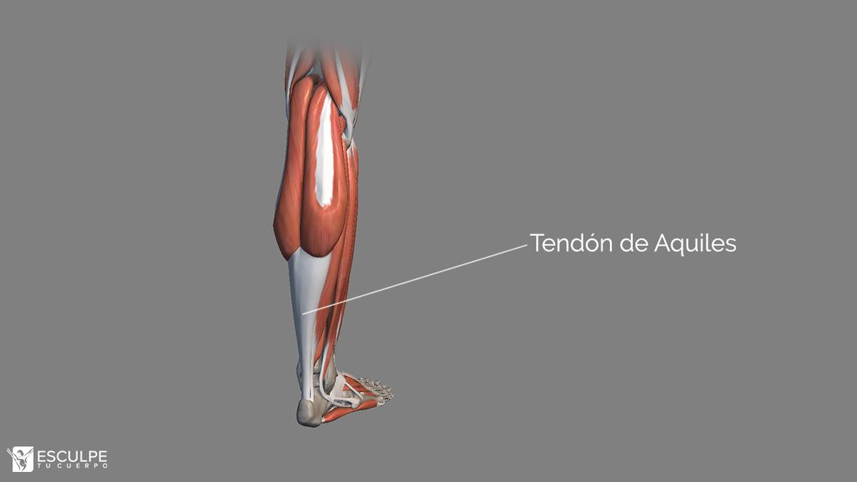 tendon de aquiles