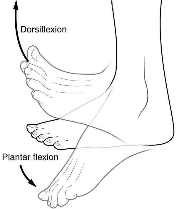 flexion-plantar-y-dorsiflexion