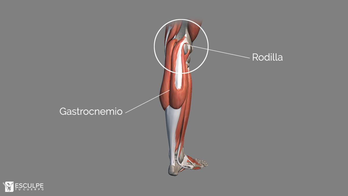 gastrocnemio biarticular