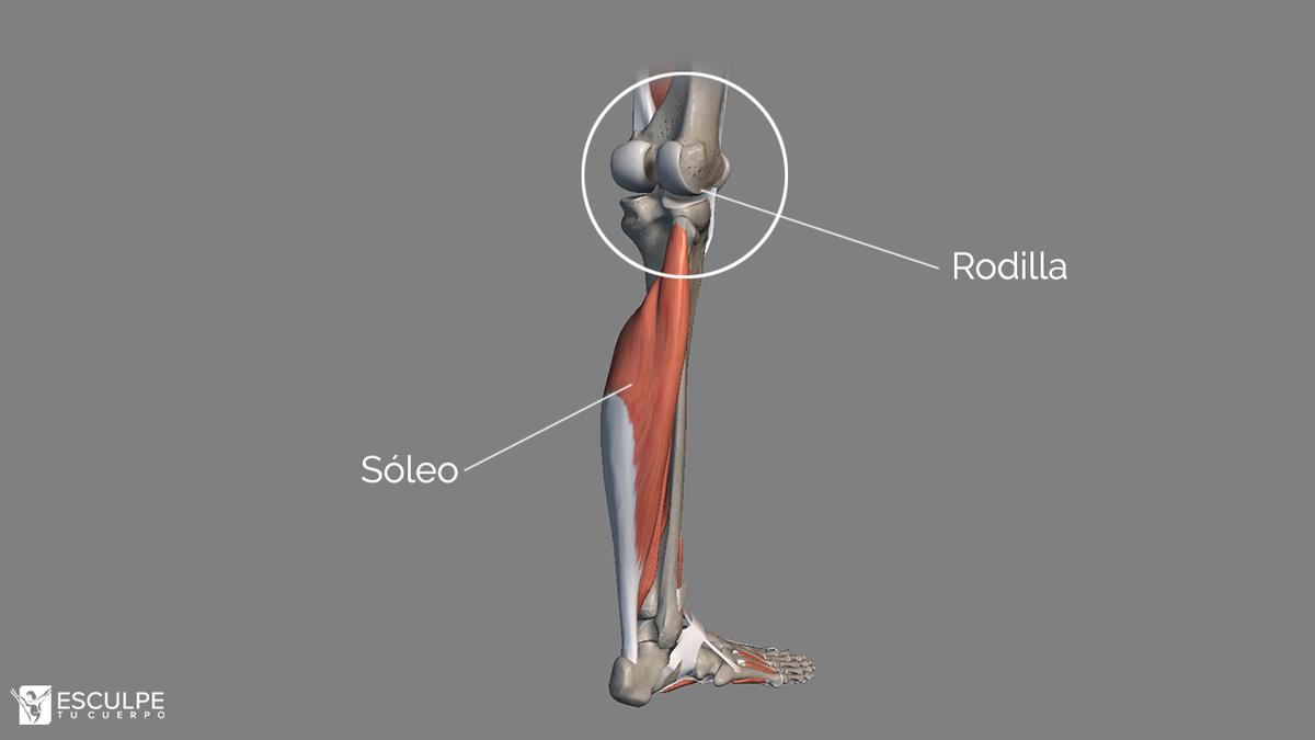 soleo uniarticular
