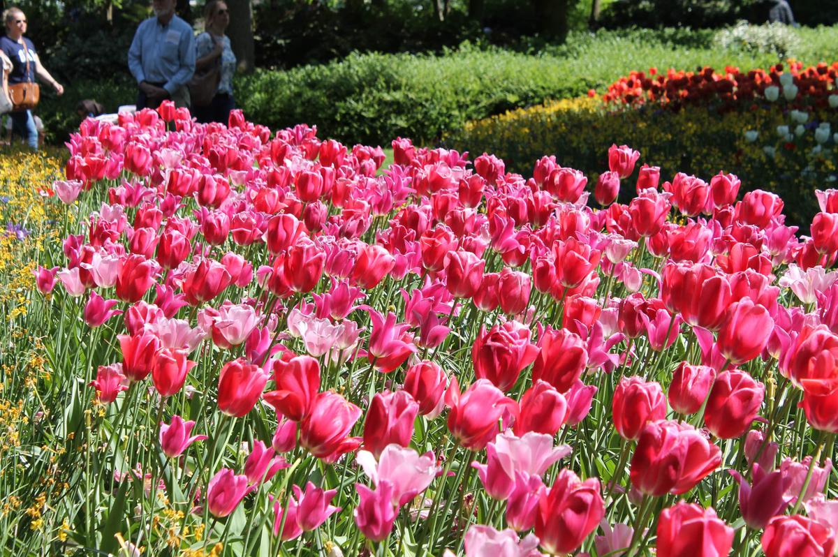 tulipanes amsterdam