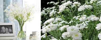 Características de paniculata