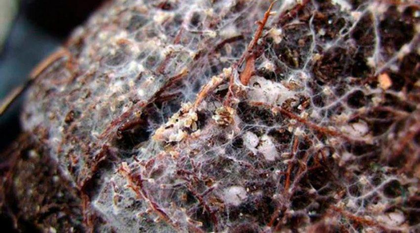 arboles micorrizados - pinos niscaleros - planta micorrizada - la casa de las setas