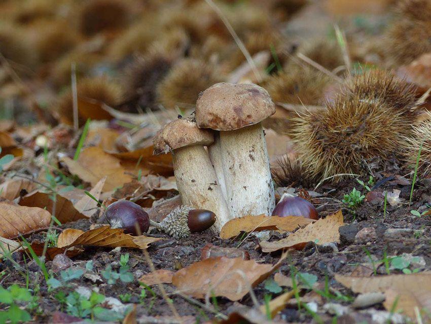 arboles micorrizados - pinos niscaleros - planta micorrizada - la casa de las setas
