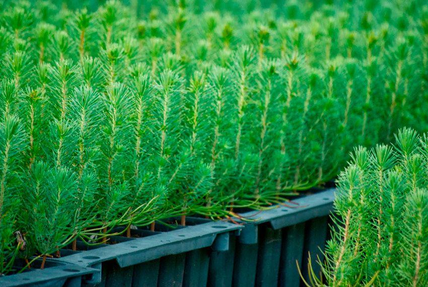arboles micorrizados - pinos niscaleros - planta micorrizada - la casa de las setas
