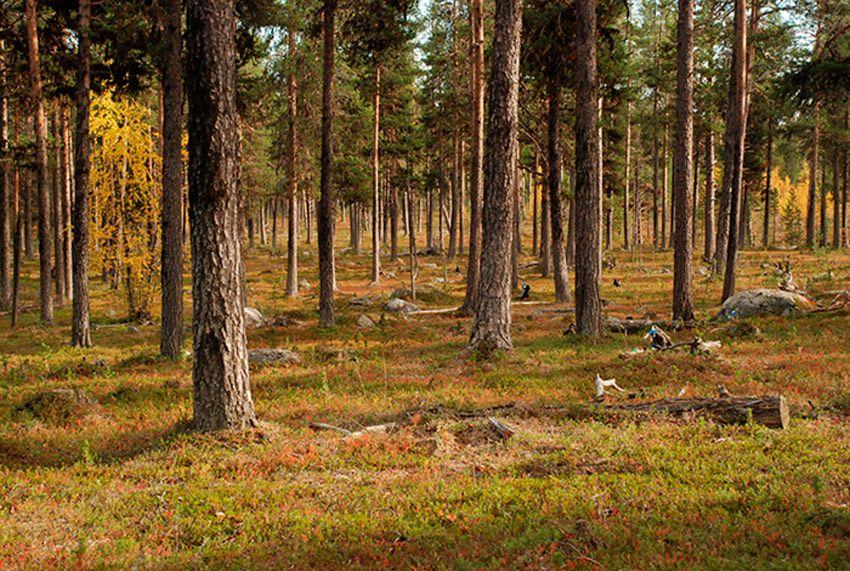 arboles micorrizados - pinos niscaleros - planta micorrizada - la casa de las setas
