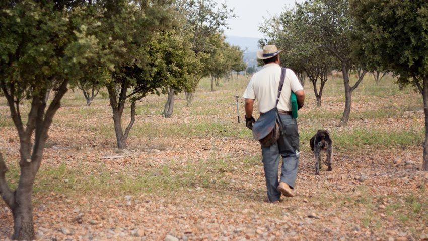 trufa negra - tuber melanosporum - trufa de invierno - la casa de las setas