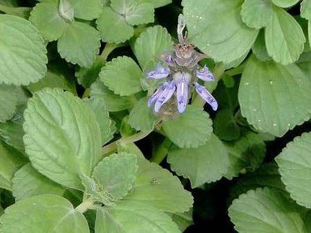 boldo para adelgazar