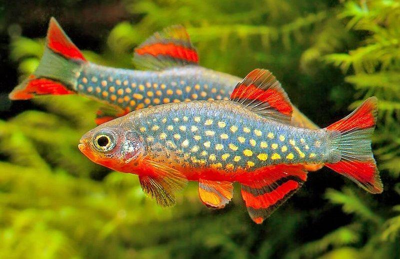 Rasbora Galaxy