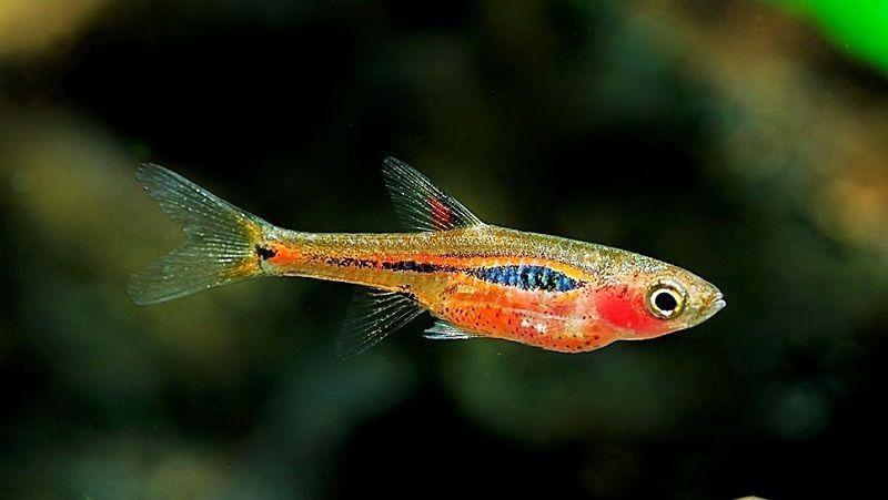 Boraras Brigittae (Mosquito)