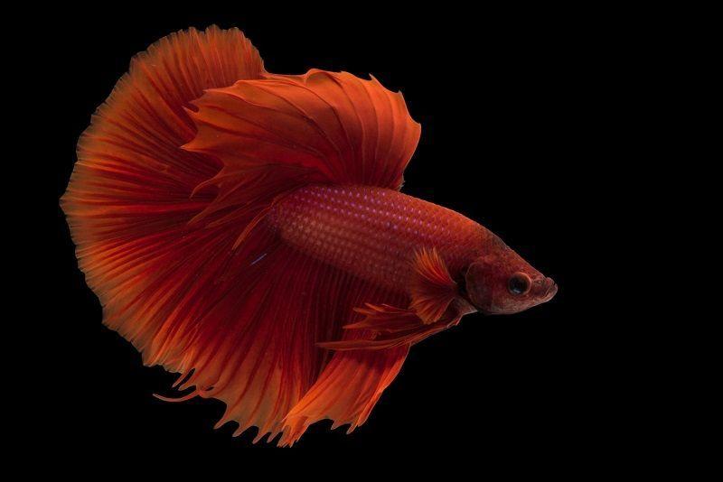 peces de agua caliente, betta splendens