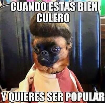 memes de animales chistosos