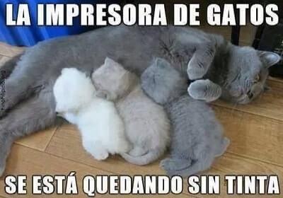 memes gatos chistosos mejores