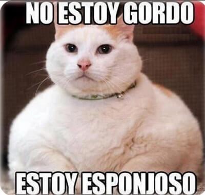 memes de gatos gordos chistosos