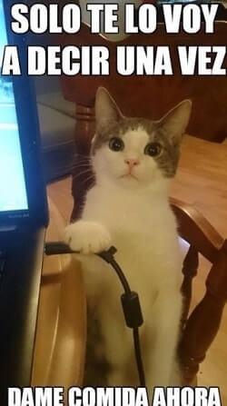 memes de gatos mas graciosos