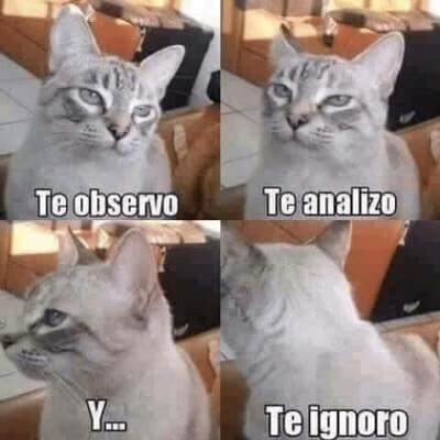 memes de gatos mas tiernos