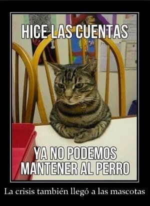 memes de gatos y perros graciosos