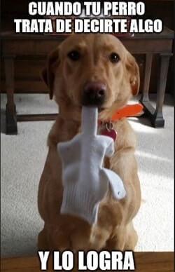 memes chistosos de perros