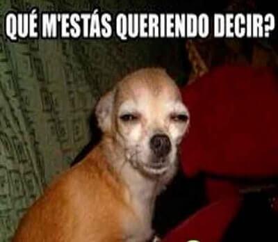 memes graciosos de perros