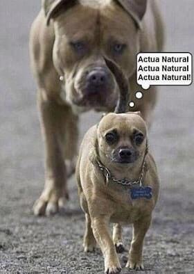 imagenes memes de perros