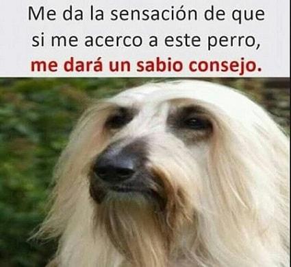 memes de perros mejores
