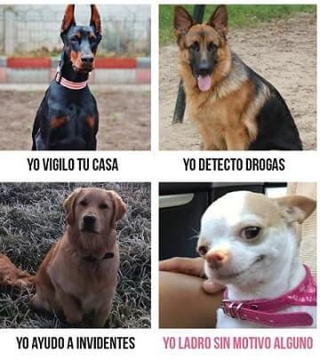 memes de perros y gatos graciosos